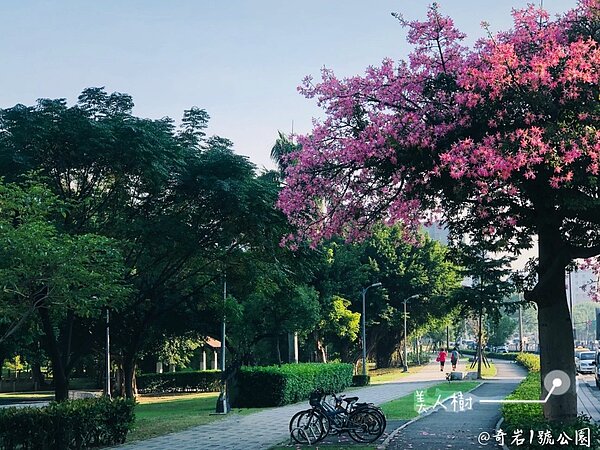 北投奇岩1號公園「花」現美人樹。圖/台北市政府提供