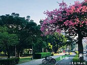 太浪漫！北投奇岩1號公園「花」現美人樹