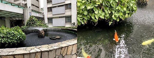 志工悉心維護魚池下，讓魚兒能於水中自在游。合成圖。郭庭瑋
