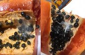 能吃嗎？木瓜切開驚見「盤絲洞」　內行勸阻曝嚴重後果