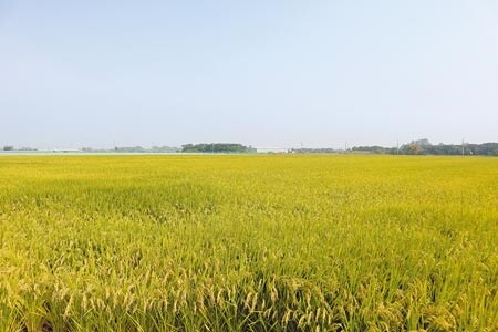 農委會日前公布明年嘉南地區曾文及烏山頭水庫灌區一期稻作停灌區。圖／中時資料照