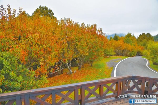 阿里山國家森林遊樂區內的小笠原山台灣紅榨楓本周開始陸續變色，目前轉紅狀況約1至3成。（黃源明提供）