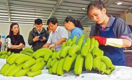 屏東縣政府在縣內15個鄉鎮推動「香蕉收入保險」,並加碼補助農民保險費25%,希望提高農民投保意願。(潘建志攝)