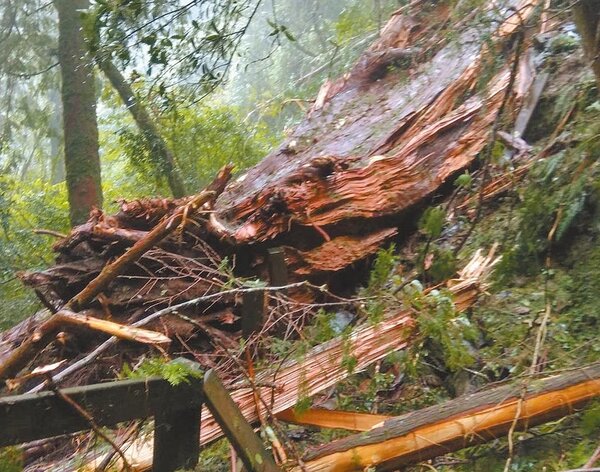 桃園市拉拉山巨木區受雨勢影響，1棵千年神木倒塌。（新竹林區管理處提供／呂筱蟬桃園傳真）