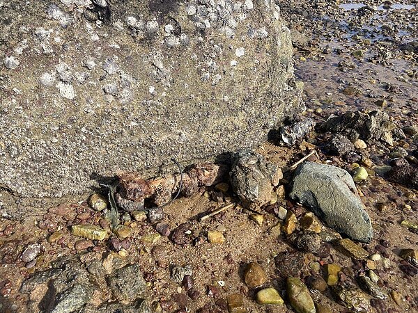 在烈嶼鄉黃厝左側岸際發現3枚未爆彈,未爆彈看起來很不起眼,不仔細看,很難察覺。圖/金門岸巡隊提供