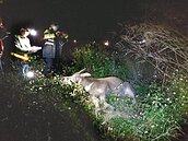 台鐵添3意外　巨石落軌...撞死牛