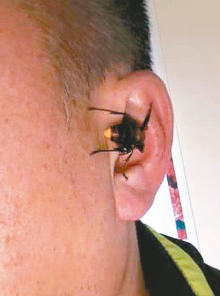 保二總隊小隊長張文勇前天在德基水庫巡邏時,一隻虎頭蜂停在他耳朵數分鐘,還咬掉一塊肉。圖/取自張文勇臉書