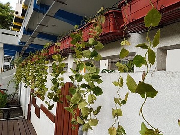 南區信義國小綠牆。圖/台中市政府環境保護局