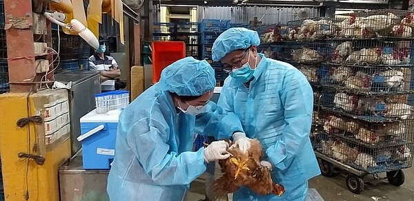 動保處定期檢測新北禽雞隻禽流感病毒。圖/新北市政府提供