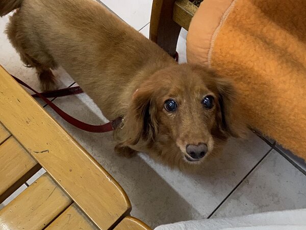 內湖區金龍里里長領養的流浪狗「樂透」。圖／林詠琪攝