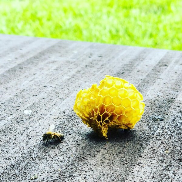 宜蘭蜂與巢  攝影/ Yvonne