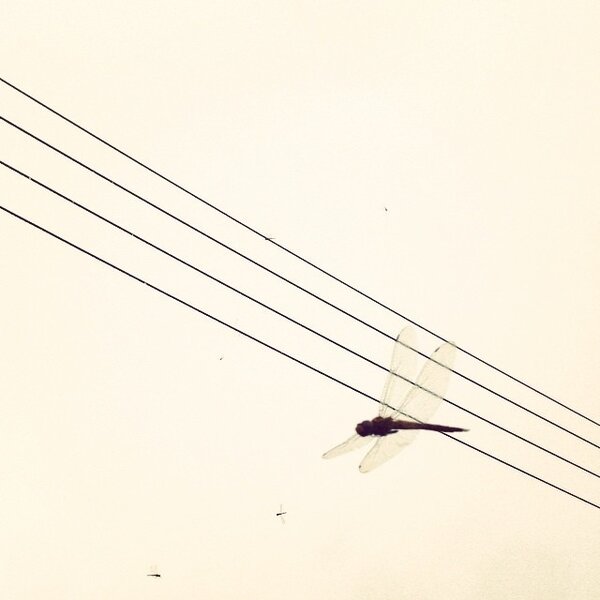 都市翱翔的蜻蜓　圖／Yvonne攝影