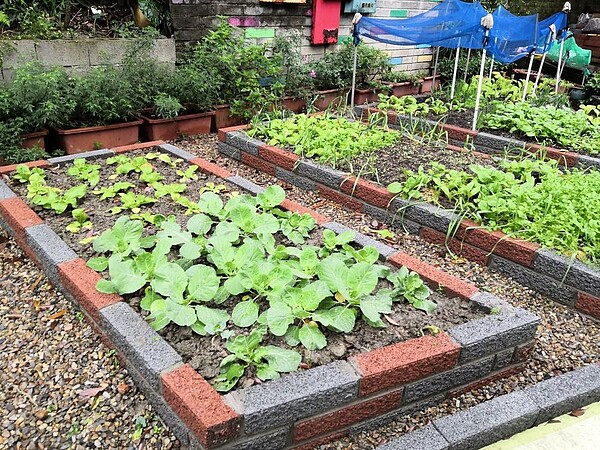 「忠順庭園」提供居民種植空間。/攝自吳佳燕