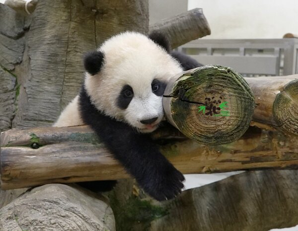 台北市立動物園籌備一年多的「動物行為學院」試營運。圖／台北市府提供