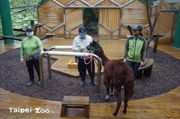 台北市立動物園籌備一年多的「動物行為學院」試營運。圖／台北市府提供