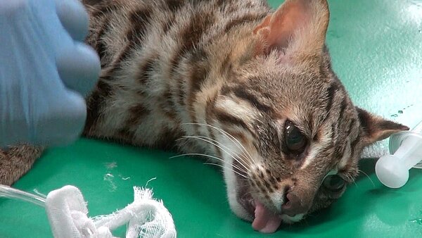 台北市立動物園9日下午5點多尋獲逃脫長達17天的石虎「飛飛」。圖/台北市立動物園提供