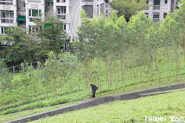 萬壽國小預定地上種植無尾熊愛吃的尤加利樹,及草食動物的主食構樹。圖/台北市立動物園提供