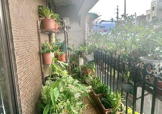 胡剛毅相當熱衷蒔花弄草,更在里辦公處的陽台上種滿花朵。圖/周希雯攝