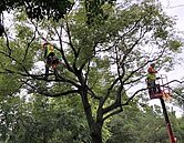 離奇！今年無颱風登陸　樹倒傷人砸車竟逾80件