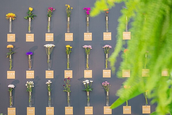 士林官邸菊展因花況尚佳,展期延長一週至12月20日。圖/台北市公園處提供