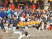 毛爸媽領頭　哈士奇進香團萌翻天