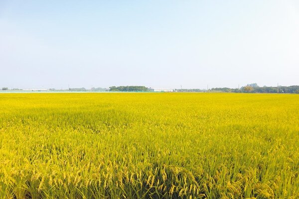 圖為台南市白河區一處稻田。圖／中時電子報資料照片
