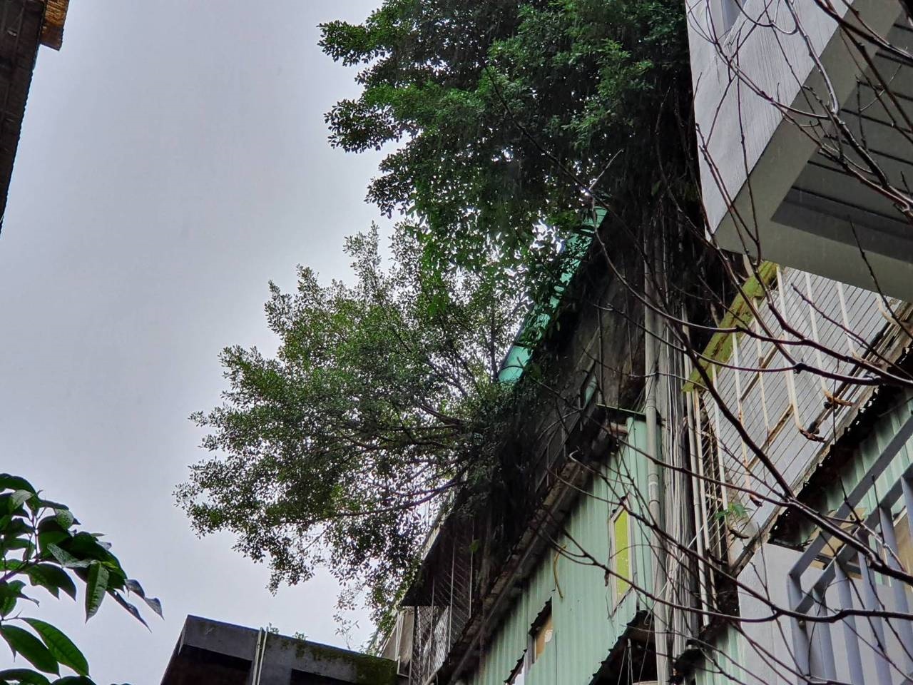 台北市大安區信義路四段一處47年5樓老公寓，因頂樓住戶任由榕樹生長竄根，造成公寓損壞。圖／聯合資料照