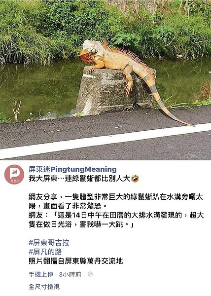 有路人昨天中午在萬丹田厝橋大排水溝旁發現綠鬣蜥曬太陽,拍照PO網引起網友熱議。記者陳弘逸/翻攝自臉書屏東縣萬丹鄉交流地
