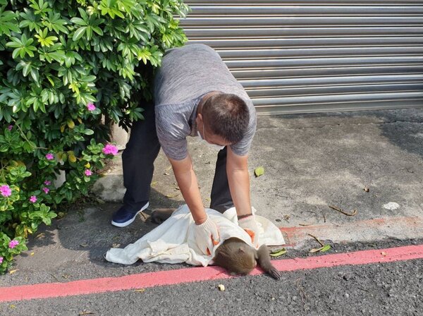 台灣獼猴頻頻闖入高雄民眾生活區域，農業局以吹箭麻醉捕獲。圖／高雄市農業局提供
