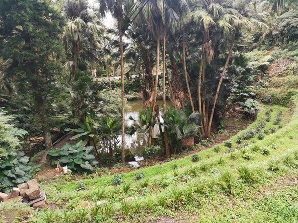 上善園生態園區觀賞各類原生植物，吸收一下芬多精，做個森林浴。圖／呂惠美提供