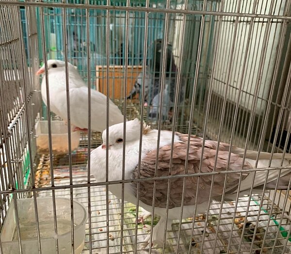 鴿用寵物保健食品不可宣稱療效。圖/新北市政府提供