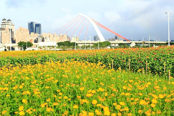 大佳河濱公園黃波斯菊盛開景象。圖/台北市政府提供
