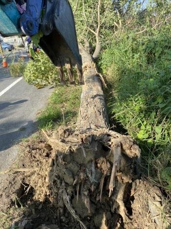 工務局已移除32棵染病風鈴木。圖／台南市工務局提供