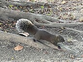 雲嘉南公園松鼠激增　別再餵食了