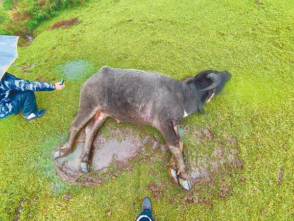 陽明山國家公園內的野生水牛持續不明原因暴斃，累計近2個月共死亡24頭。（議員耿葳提供／張薷台北傳真）