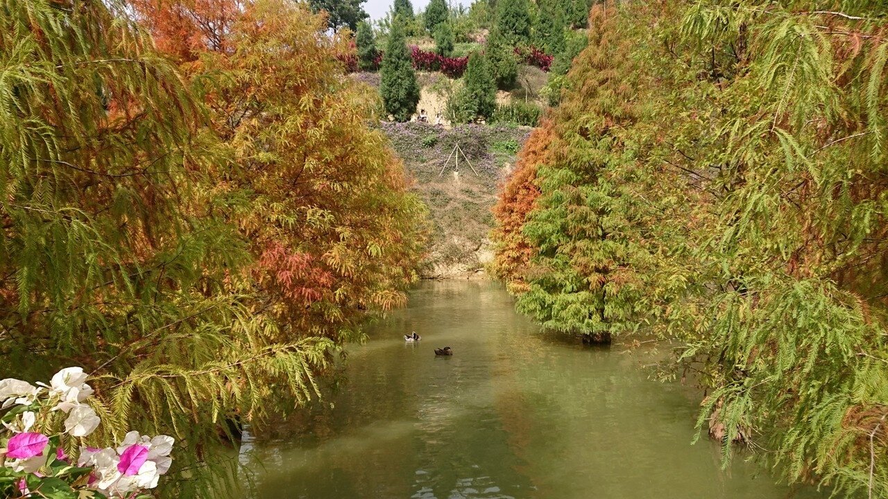 苗栗縣三灣鄉落羽松秘境鴨群戲水成趣,相當有療癒。記者范榮達/攝影