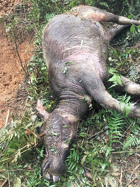 台北市議員耿葳揭露陽明山水牛暴斃 圖為12月17日死亡水牛的照片。圖/議員耿葳辦公室提供