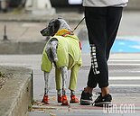 咬人也可賠…3點不漏　搞懂寵物險