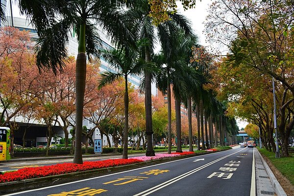 仁愛路秋季景致。圖／台北市政府提供