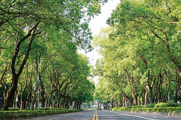 敦化北路林蔭大道。圖／台北市政府提供