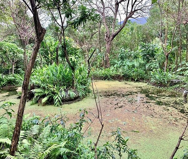外雙溪公園內設有生態池。/攝自周希雯