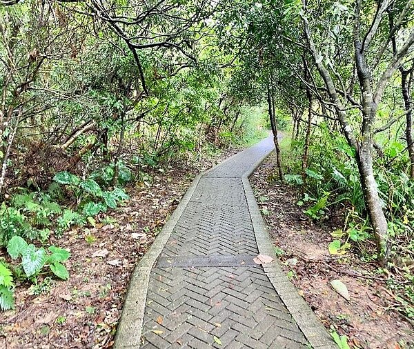 步道道路十分平滑，即使長者也能輕鬆登山。/攝自周希雯