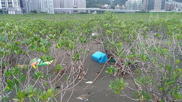 淡水河垃圾順流而下,加上潮汐作用,卡在紅樹林自然保留區中,慘成「垃圾林」。圖/荒野保護協會提供