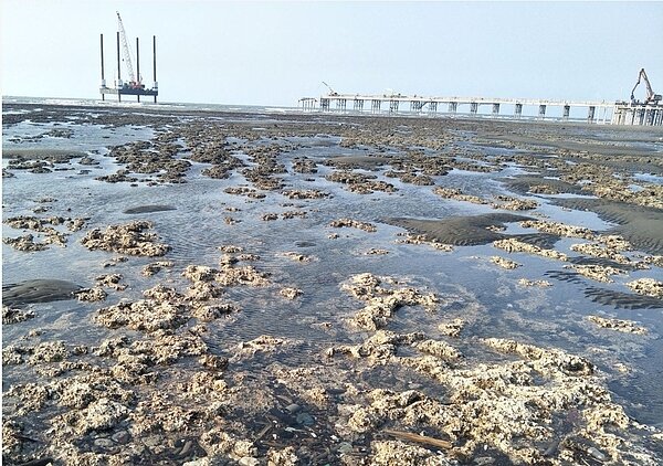 大潭藻礁。聯合報資料照