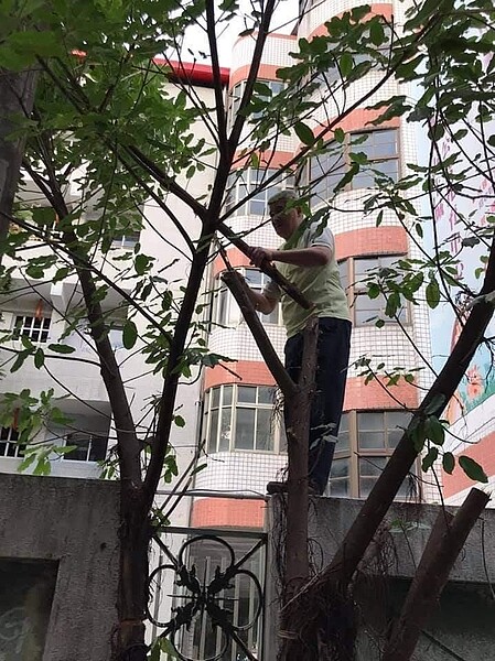 呂聰成將遮住巷道的雀榕樹枝葉做修剪。圖/劉達貴攝