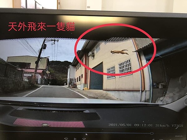 一隻橘貓昨天在苗栗縣大湖鄉苗62線從天而降,造成行駛中的一輛休旅車擋風破璃局部破裂。圖/讀者提供