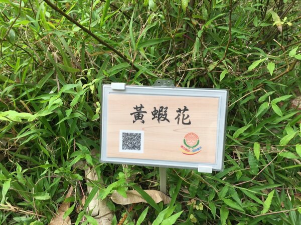 校園內的植物都有附QR code，能讓學生掃描學習植物知識。（攝自周佳蓉）
