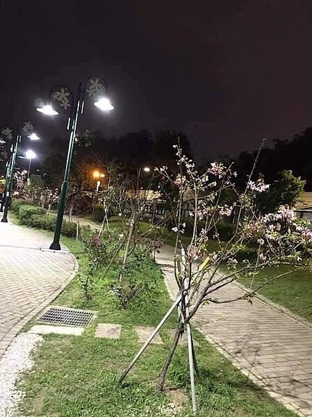 路燈明亮，植栽豐富的幸福公園。圖／劉達貴攝