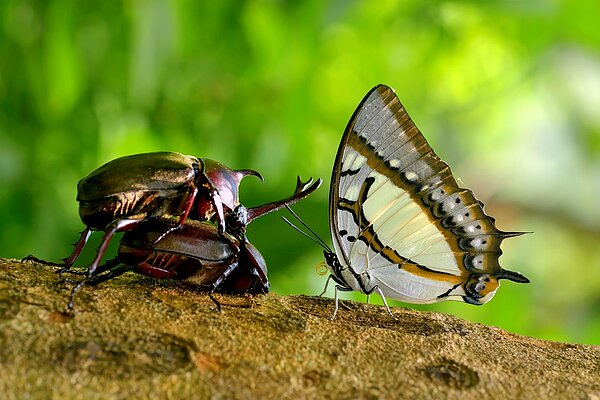 獨角仙與雙尾蛺蝶。圖／台中市觀旅局提供
