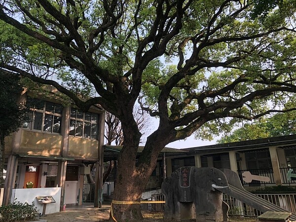 陽明山國小百年老樹(攝自林思函)